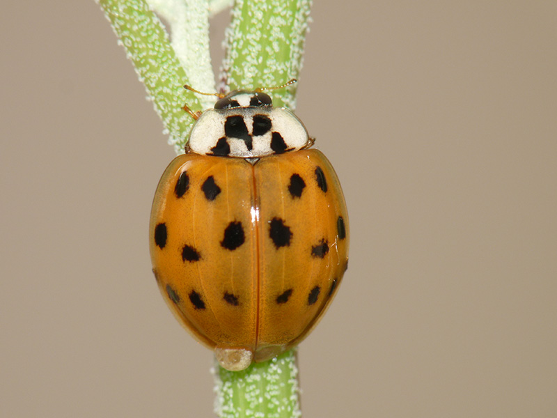 Coccinellidae: Harmonia axyridis